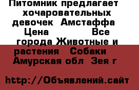 Питомник предлагает 2-хочаровательных девочек  Амстаффа › Цена ­ 25 000 - Все города Животные и растения » Собаки   . Амурская обл.,Зея г.